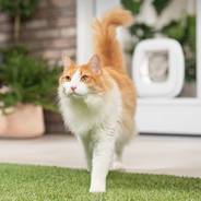 Glass door cat flap installation Glass door cat flap installation